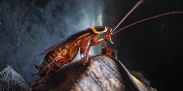 Kakerlak - Drømmenes Betydning Og Symbolik 154