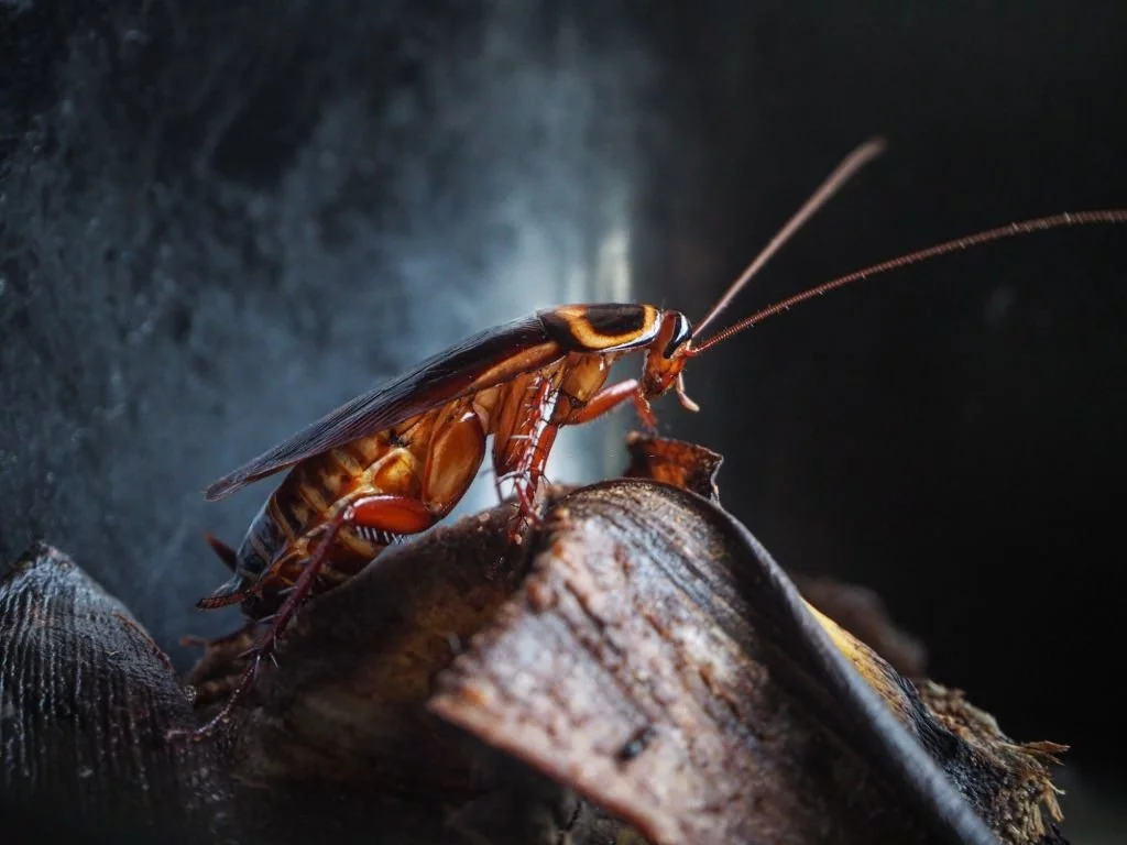 Kakerlak - Drømmenes Betydning Og Symbolik 1