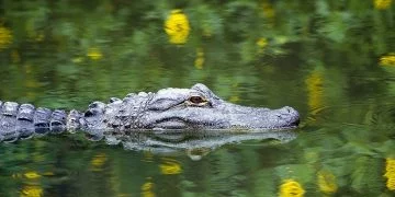 Alligator - Drømmenes Betydning Og Symbolik 94