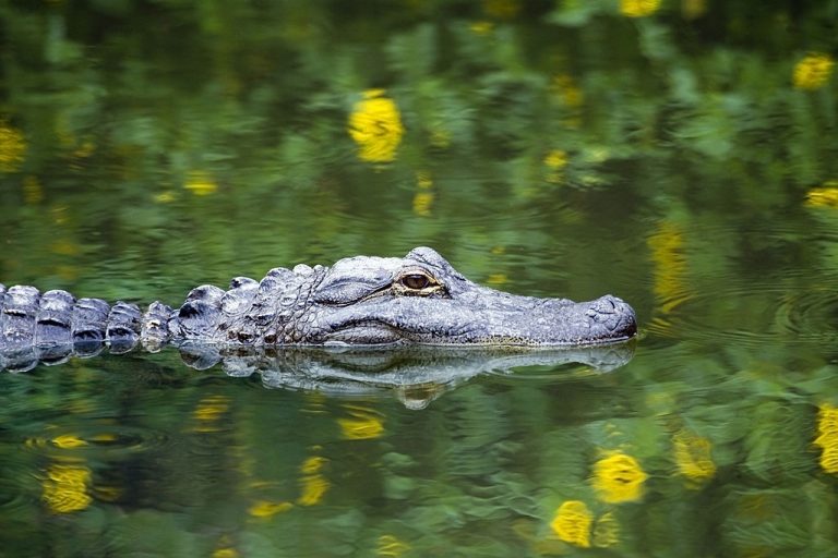 Alligator - Drømmenes Betydning Og Symbolik 1