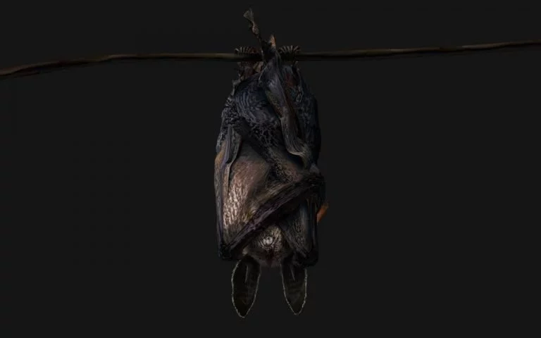 Bat – Drømmenes Betydning Og Symbolik 1