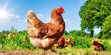 Kylling - Drømmenes Betydning Og Symbolik 26