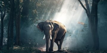 Elefant - Drømmenes Betydning Og Symbolik 36