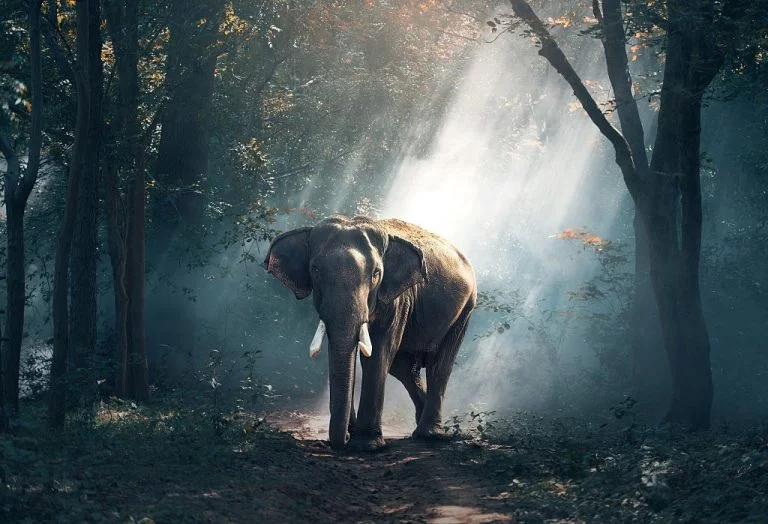 Elefant - Drømmenes Betydning Og Symbolik 1