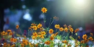 Blomster - Drømmenes Betydning Og Symbolik 5