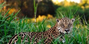 Jaguar - Drømmenes Betydning Og Symbolik 12