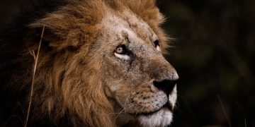 Løven - Drømmenes Betydning Og Symbolik 65