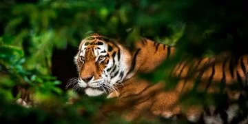 Tiger - Drømmenes Betydning Og Symbolik 70