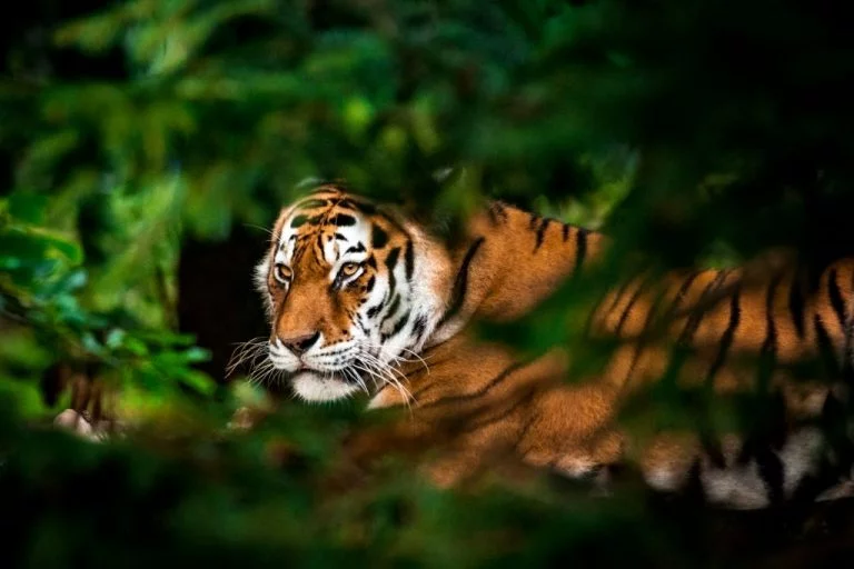 Tiger - Drømmenes Betydning Og Symbolik 1