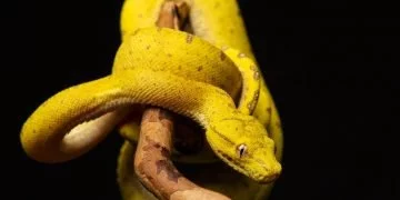 Gul slange - Drømmenes betydning og symbolik 4