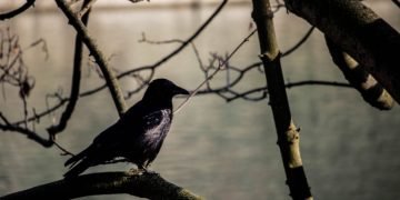 Sort Fugl – Drømmenes Betydning Og Symbolik 41