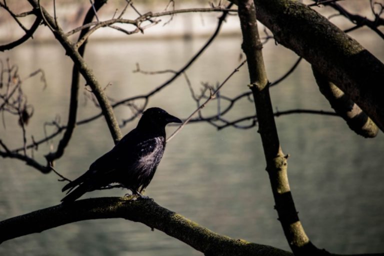 Sort Fugl – Drømmenes Betydning Og Symbolik 1