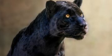 Sort Jaguar – Drømmenes Betydning Og Symbolik 37