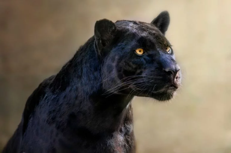 Sort Jaguar – Drømmenes Betydning Og Symbolik 1