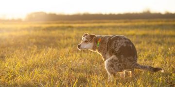 Afføring Fra Hunde – Drømmenes Betydning Og Symbolik 25