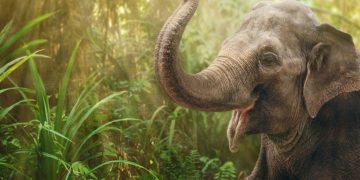 Elefant – Drømmenes Betydning Og Symbolik 8