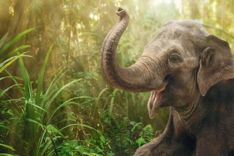 Elefant – Drømmenes Betydning Og Symbolik 1