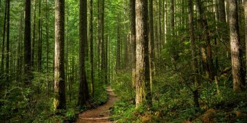 Skov – Drømmenes Betydning Og Symbolik 14