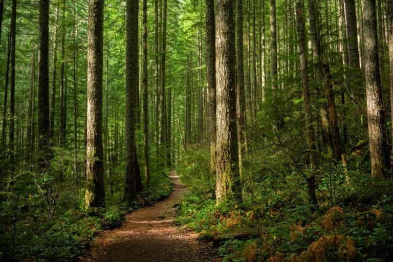 Skov – Drømmenes Betydning Og Symbolik 1