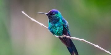 Kolibri – Drømmenes Betydning Og Symbolik 5