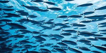 Mange Fisk – Drømmenes Betydning Og Symbolik 5