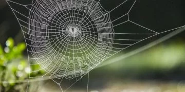 Edderkoppespind – Drømmenes Betydning Og Symbolik 30