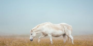 Hvid Hest – Drømmenes Betydning Og Symbolik 10