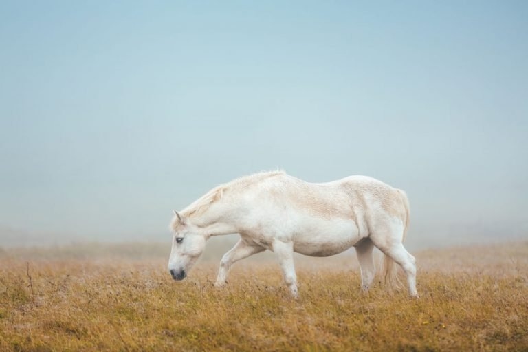 Hvid Hest – Drømmenes Betydning Og Symbolik 1