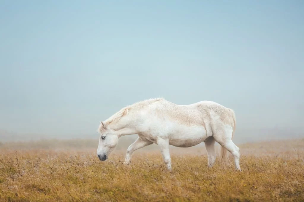 Hvid Hest – Drømmenes Betydning Og Symbolik 1