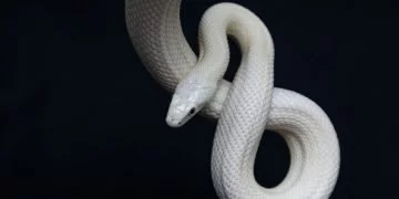 Hvid Slange – Drømmenes Betydning Og Symbolik 70
