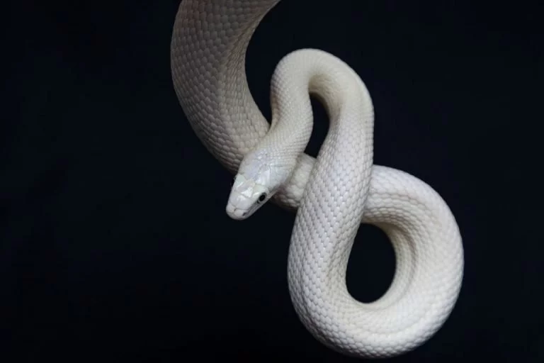 Hvid Slange – Drømmenes Betydning Og Symbolik 1