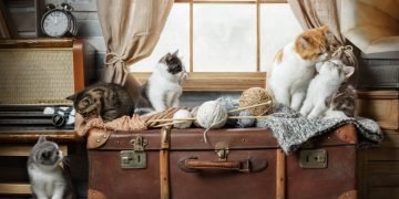 Mange Katte – Drømmenes Betydning Og Symbolik 28