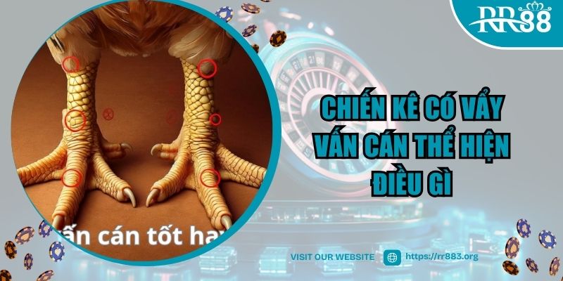 Chiến kê có vẩy vấn cán thể hiện điều gì