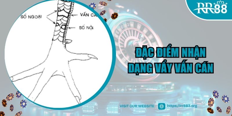 Một số đặc điểm nhận dạng vẩy vấn cán